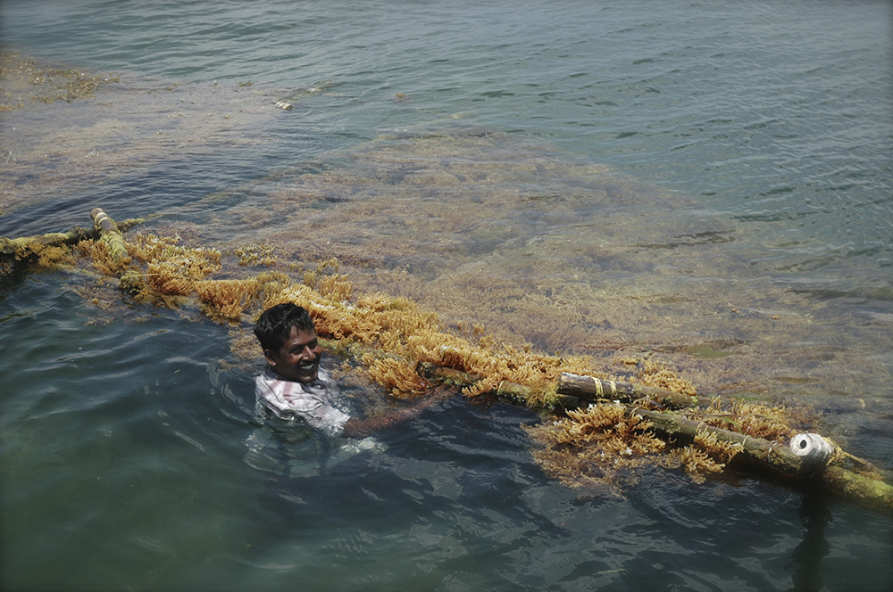 Indian seaweed farmer and crop in its natural environment pic