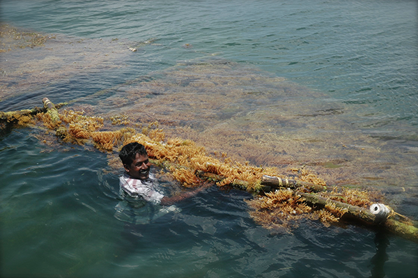 seaweed raft for cultivation sustainable