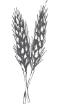 wheat grey 87x150
